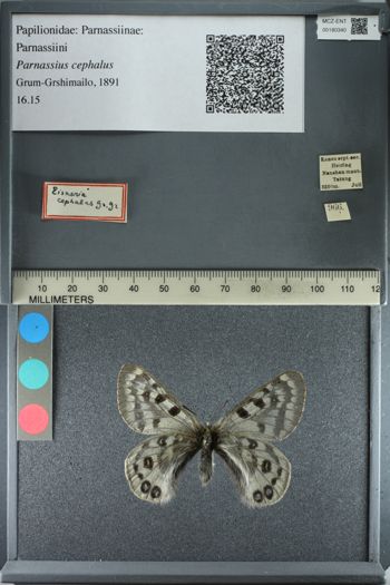 Media type: image;   Entomology 180340